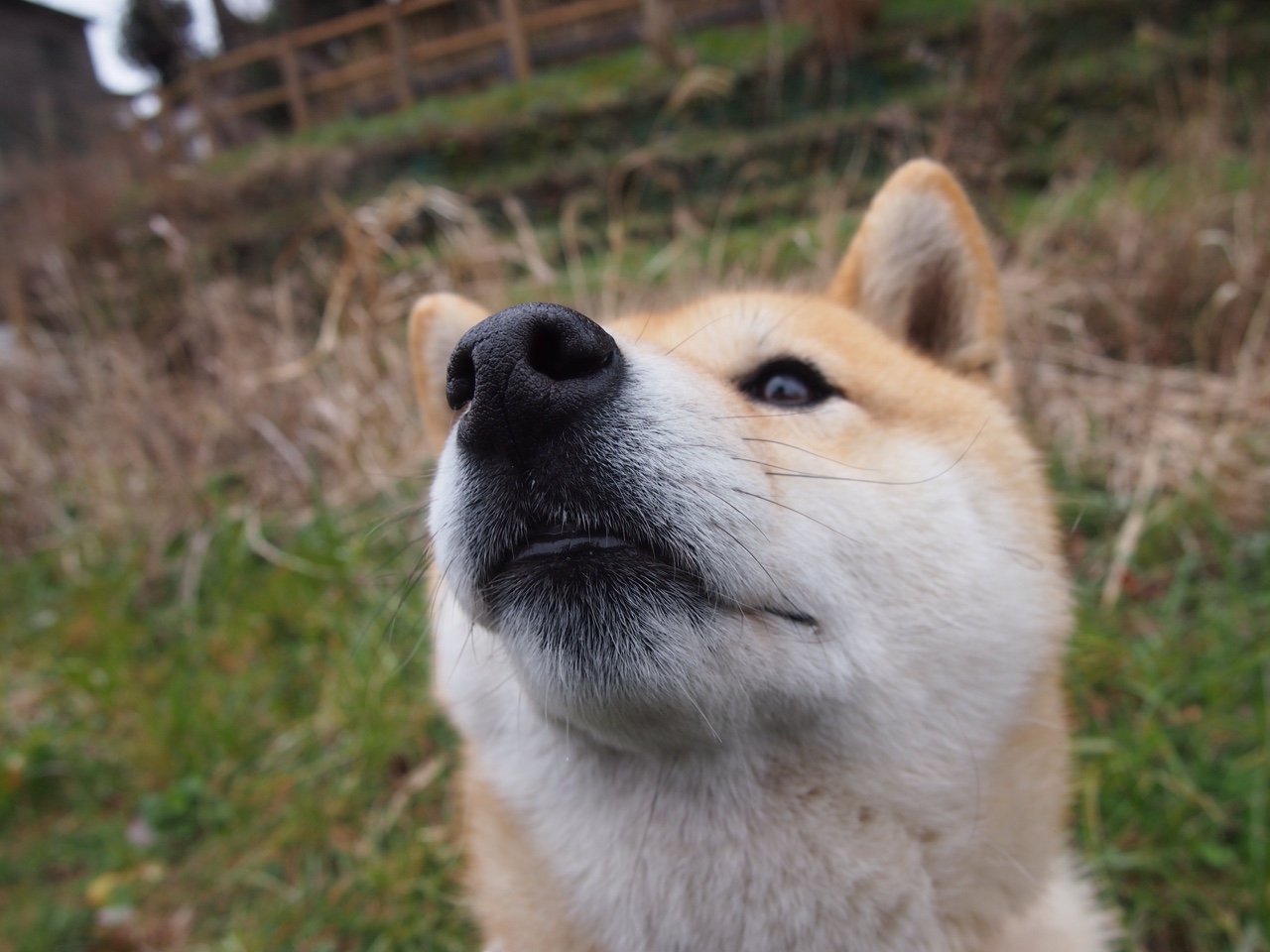 女子200混澳洲双将晋级前四,澳大利亚女子