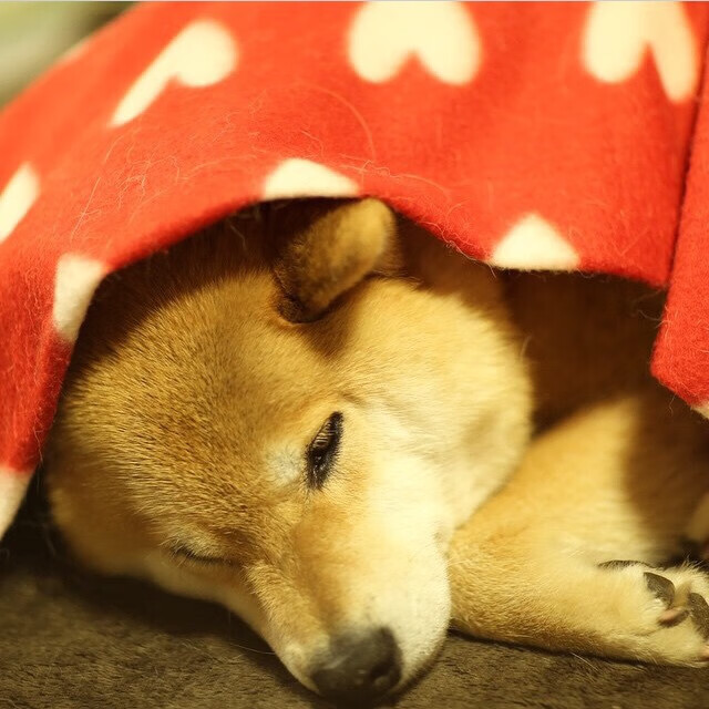 搏击赛场竞争激烈运动精神展现，搏击比赛现场