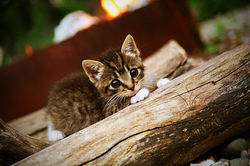 乌干达女篮在非洲锦标赛中稳步前进，体育水平持续提升，非洲乌干达来