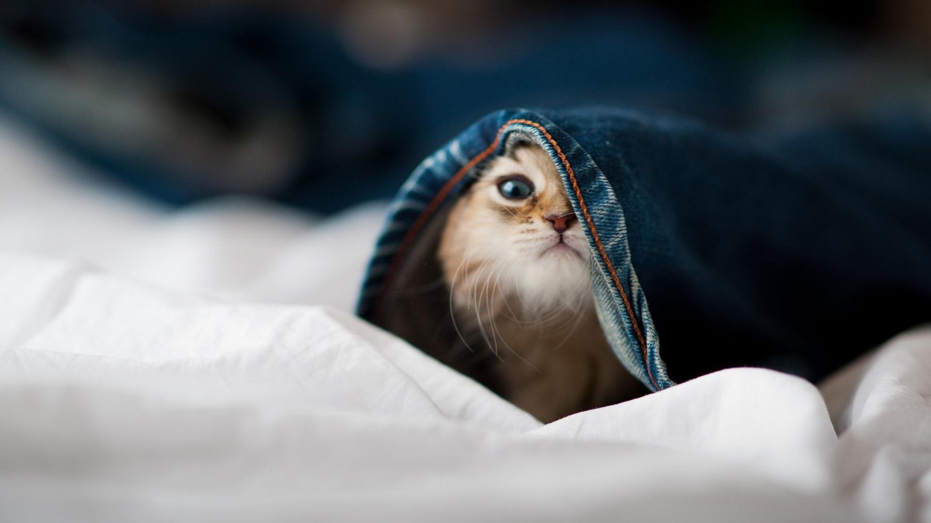 希腊蝶泳选手节奏控制得当,希腊花样游泳