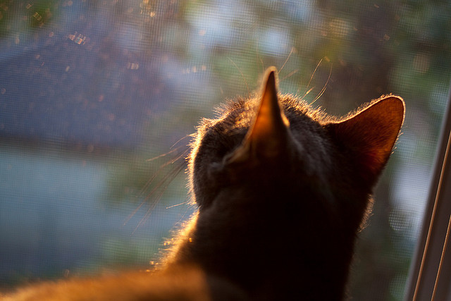 德甲联赛的裁判自动判罚技术应用，法甲裁判