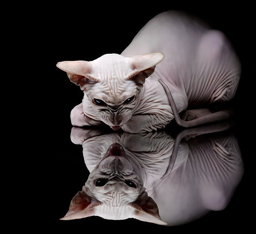 拜仁技惊四座全场沸腾德甲焦点战，拜仁经典比赛