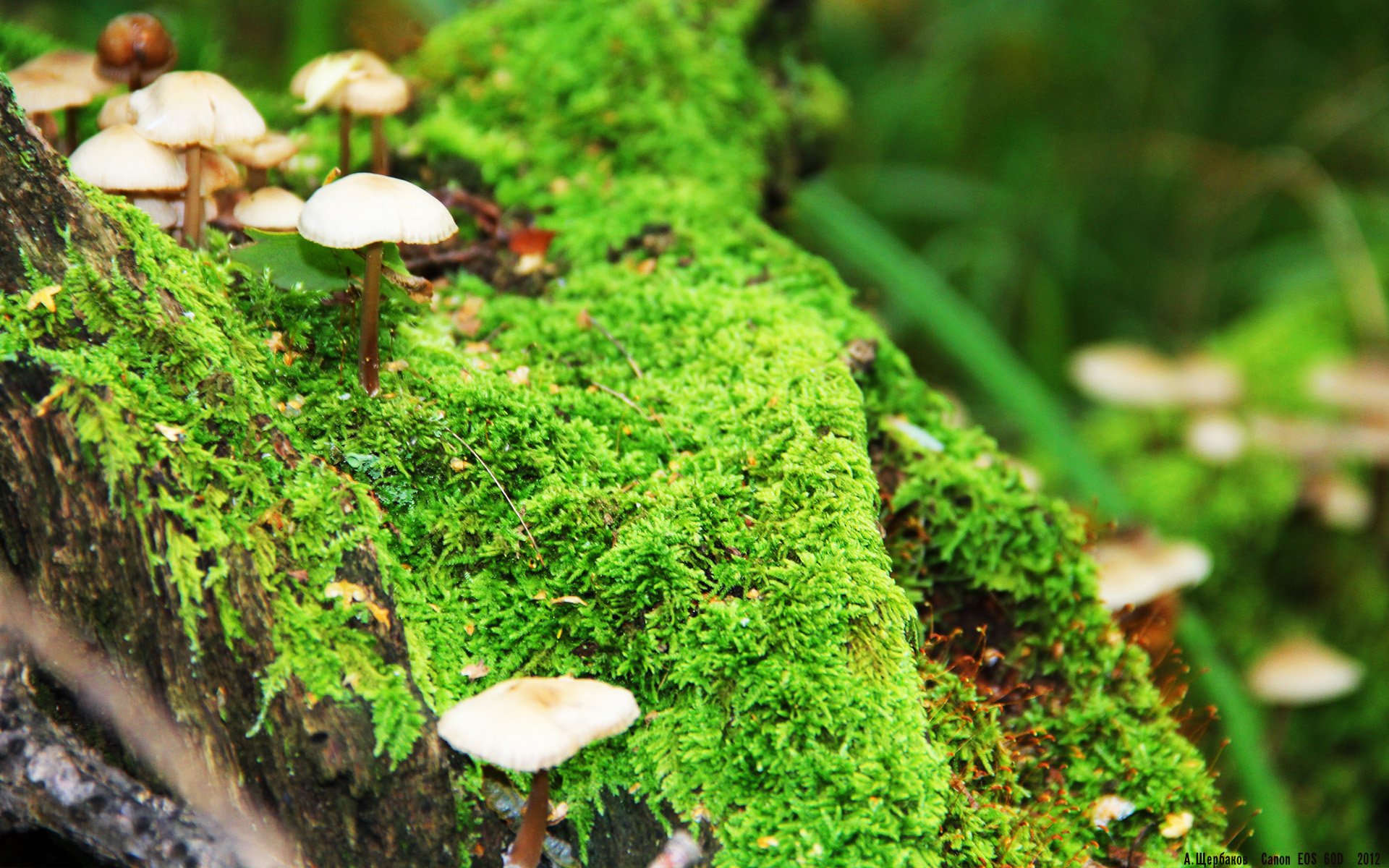 kaiyun体育app-曼联主场球迷齐声高唱队歌壮行，曼联队歌现场版