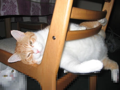 法国橄榄球在亚洲市场的扩张迎来新机会，法国橄榄球大片