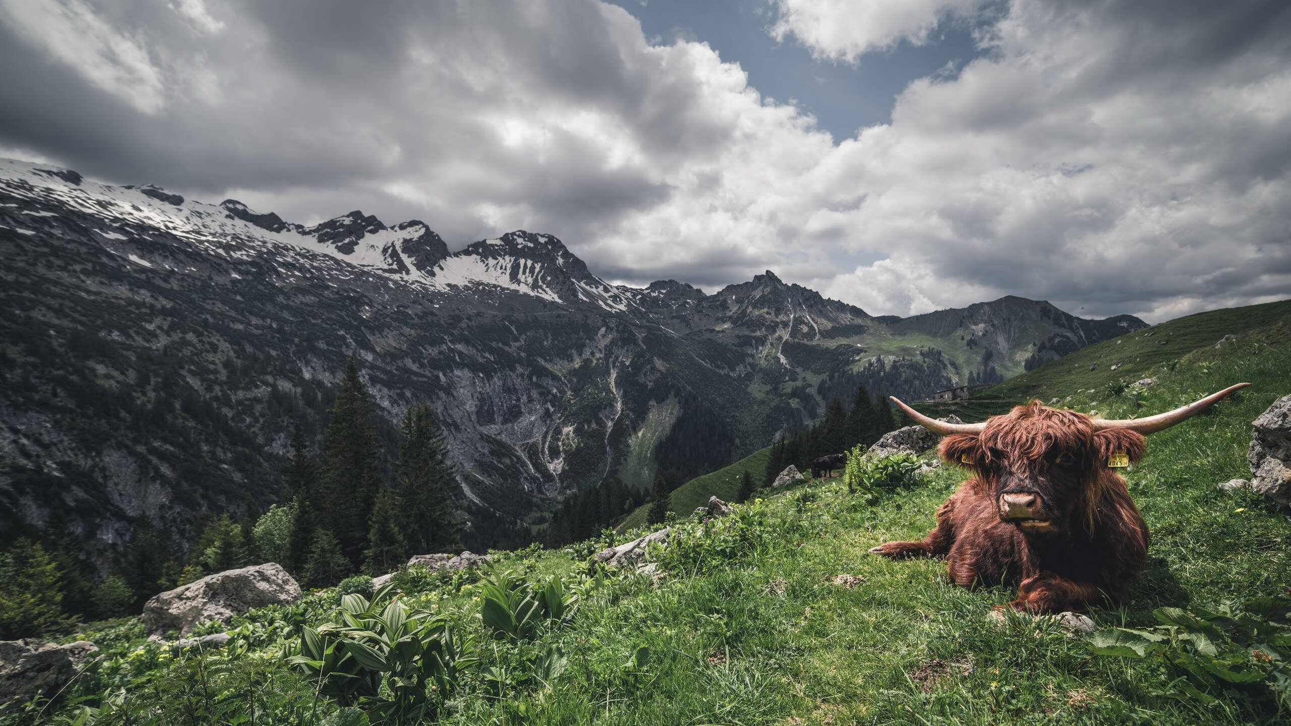 法甲冠军争夺激烈：实力悬殊，精彩纷呈！，法甲 冠军