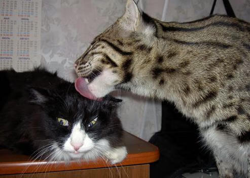 法甲终极对决：新星闪耀全场，法甲十大新星