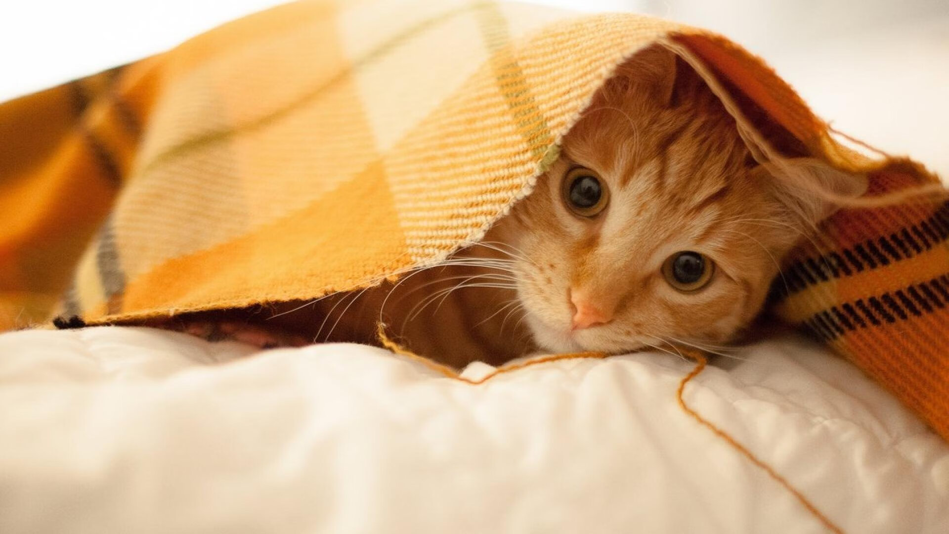 开云体育-篮球裁判员年度评估标准全面更新，篮球裁判员年度评估标准全面更新了吗